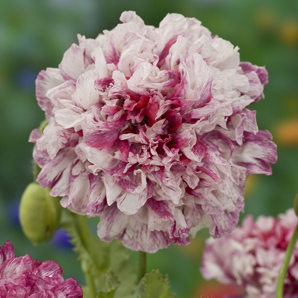 Adormidera Flemish Antique - Papaver somniferum