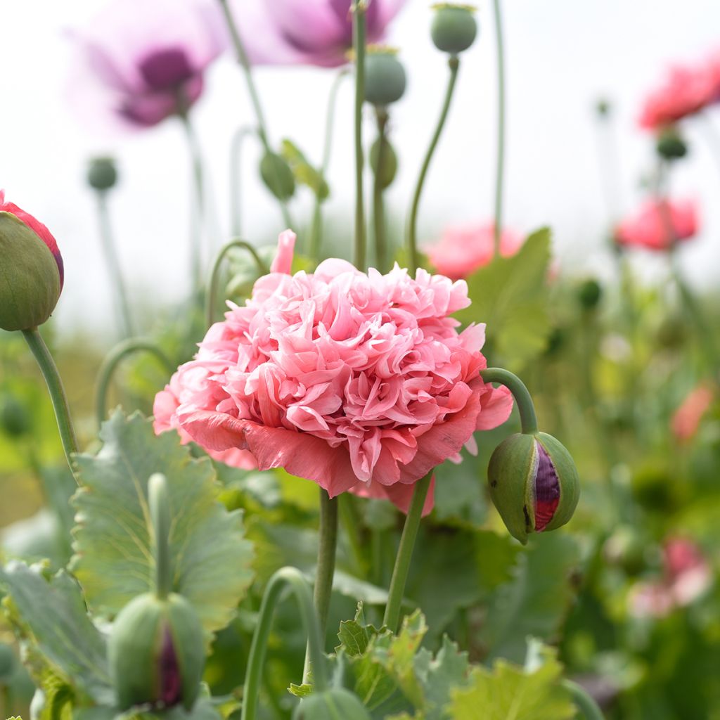 Adormidera Frosted Salmon - Papaver somniferum