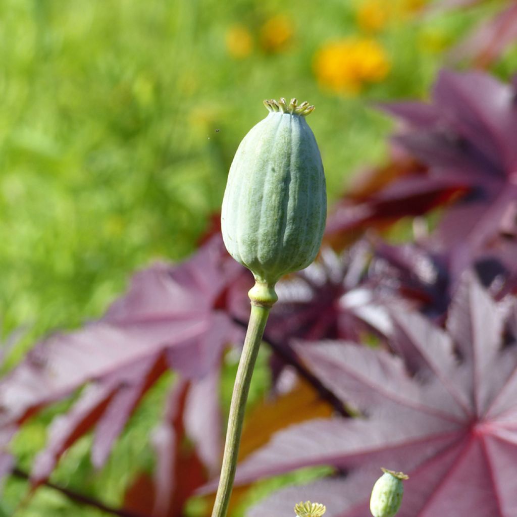 Adormidera Bowling Ball - Papaver somniferum