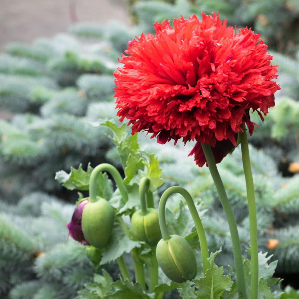 Adormidera Scarlet - Papaver somniferum