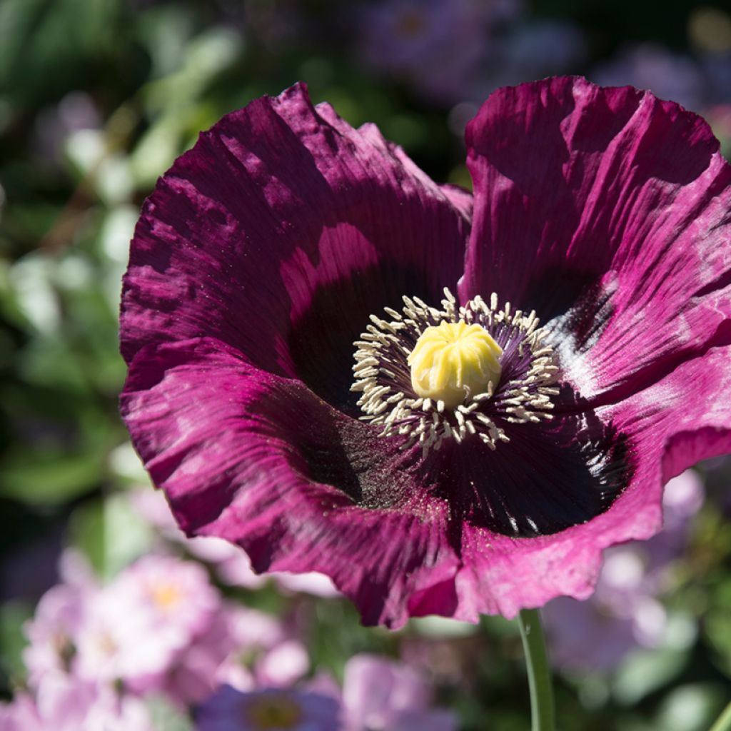 Adormidera Lauren's Grape - Papaver somniferum