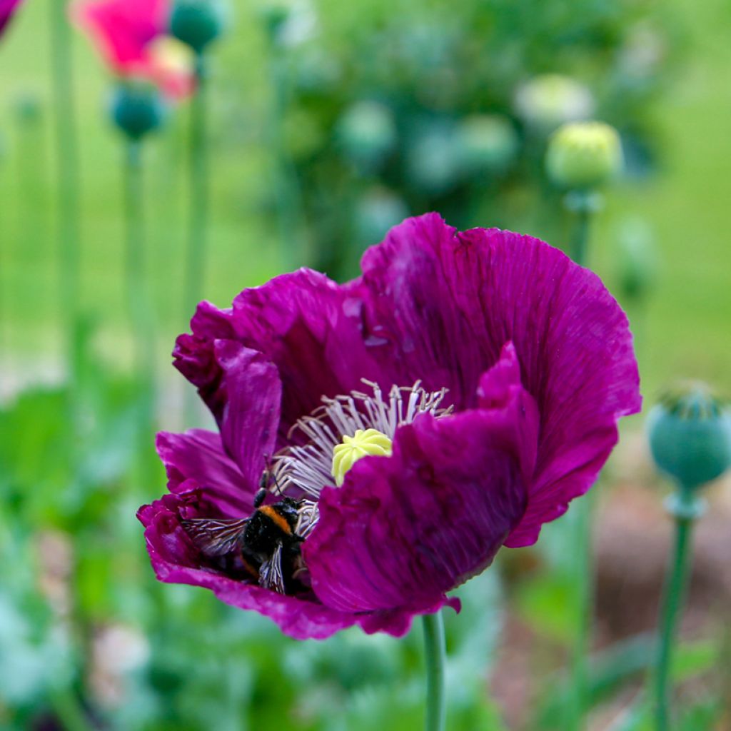 Adormidera Lauren's Grape - Papaver somniferum