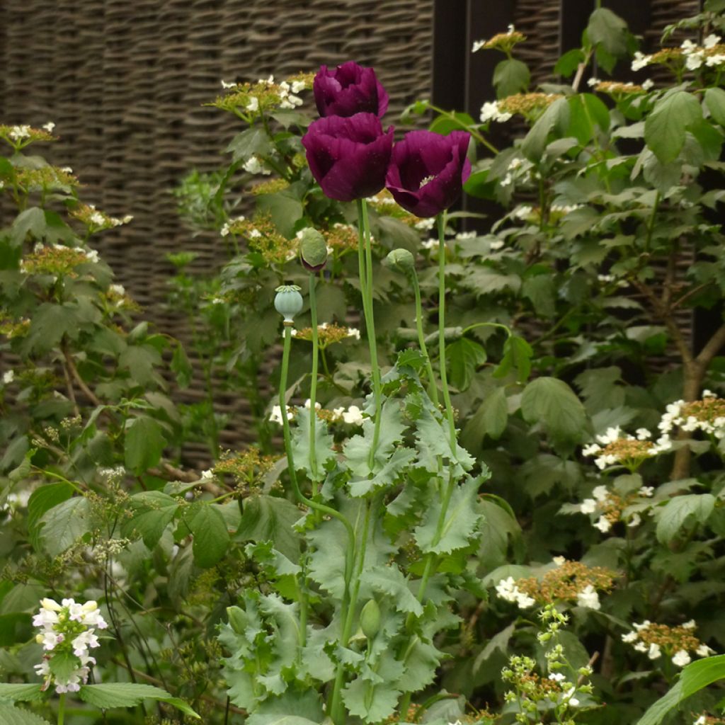 Adormidera Lauren's Grape - Papaver somniferum