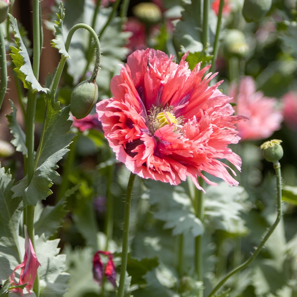 Adormidera Rose Feathers - Papaver somniferum