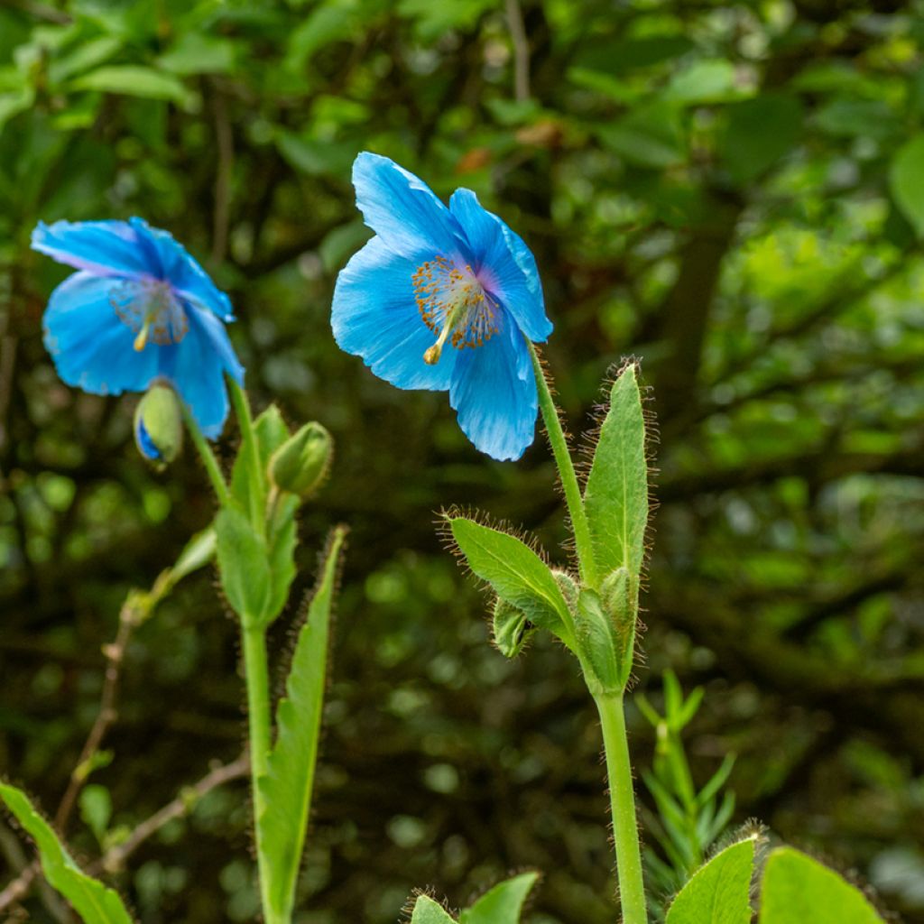 Meconopsis betonicifolia (semillas) - Amapola azul del Himalaya