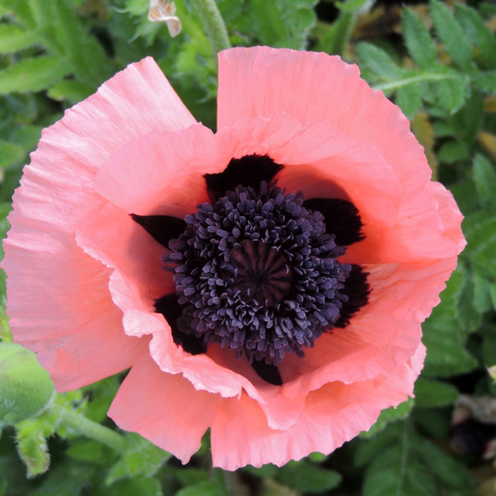 Graines de Pavot d'Orient Prinzessin Viktoria Luise - Papaver orientale