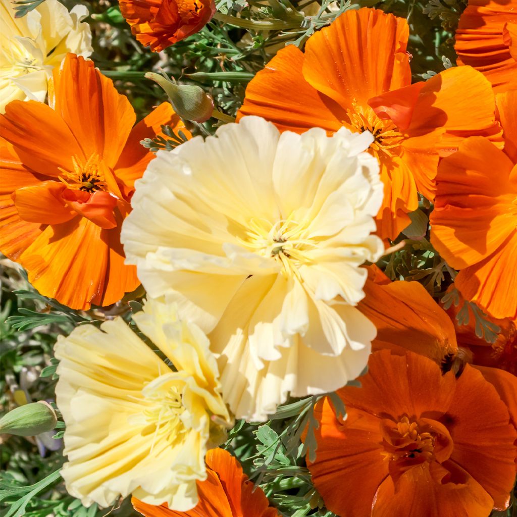 Eschscholzia californica Cream Swirl - Amapola de California