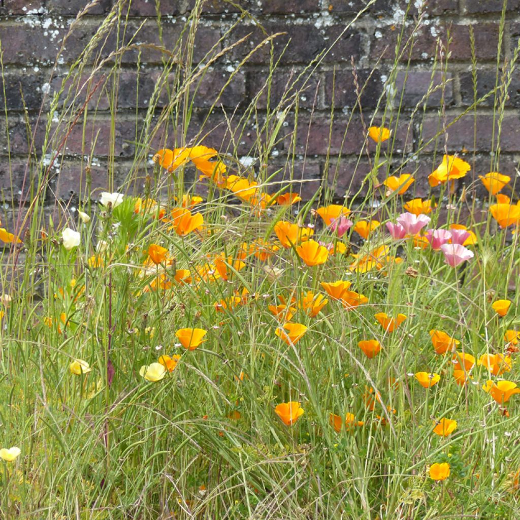 Eschscholzia californica Garden mix - Amapola de California