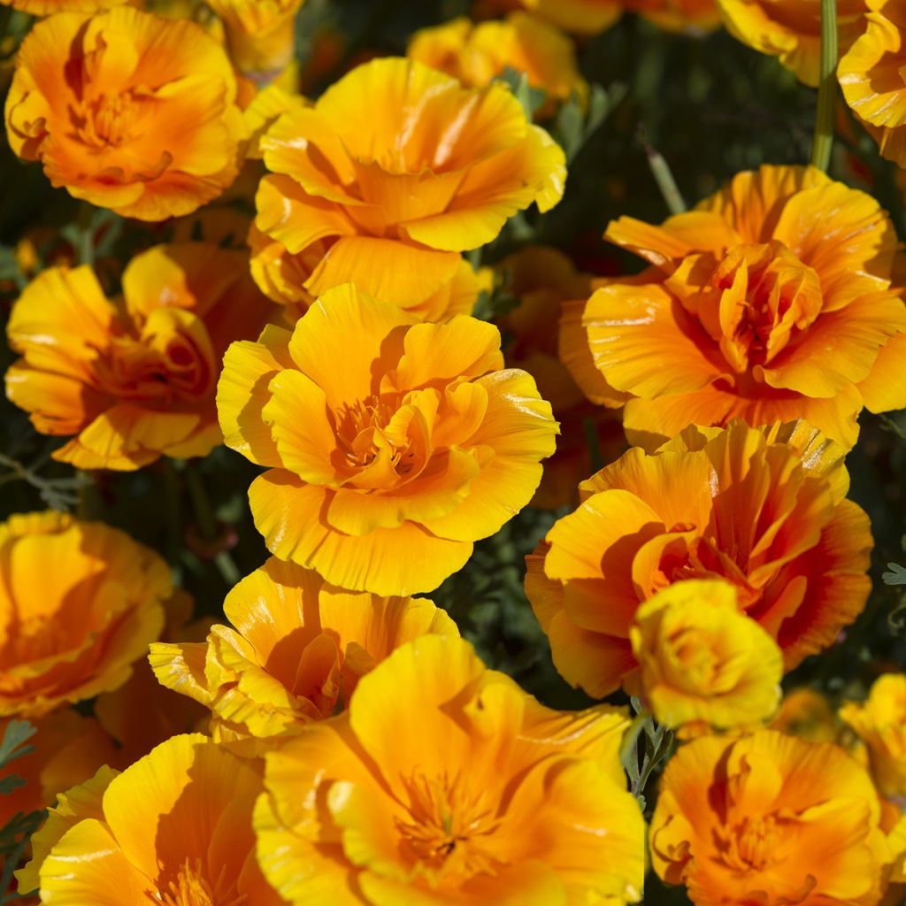 Eschscholzia californica Lady Marmalade - Amapola de California