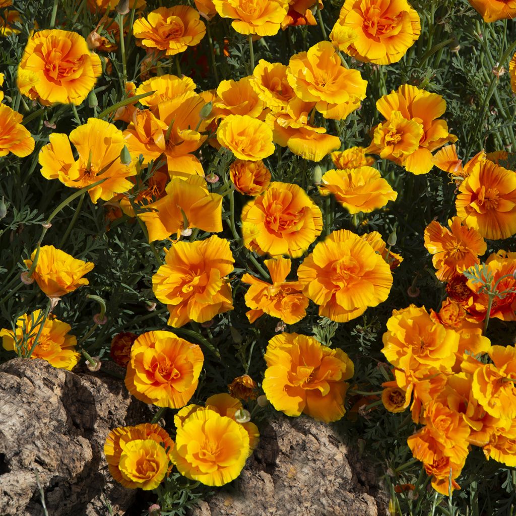 Eschscholzia californica Lady Marmalade - Amapola de California