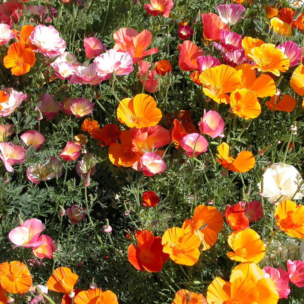 Eschscholzia californica Mission Bells - Amapola de California