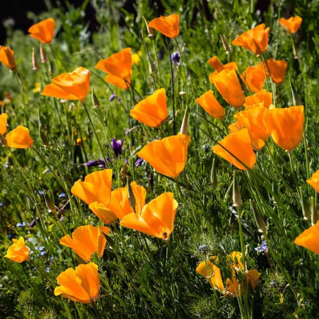 Eschscholzia californica Orange King - Amapola de California