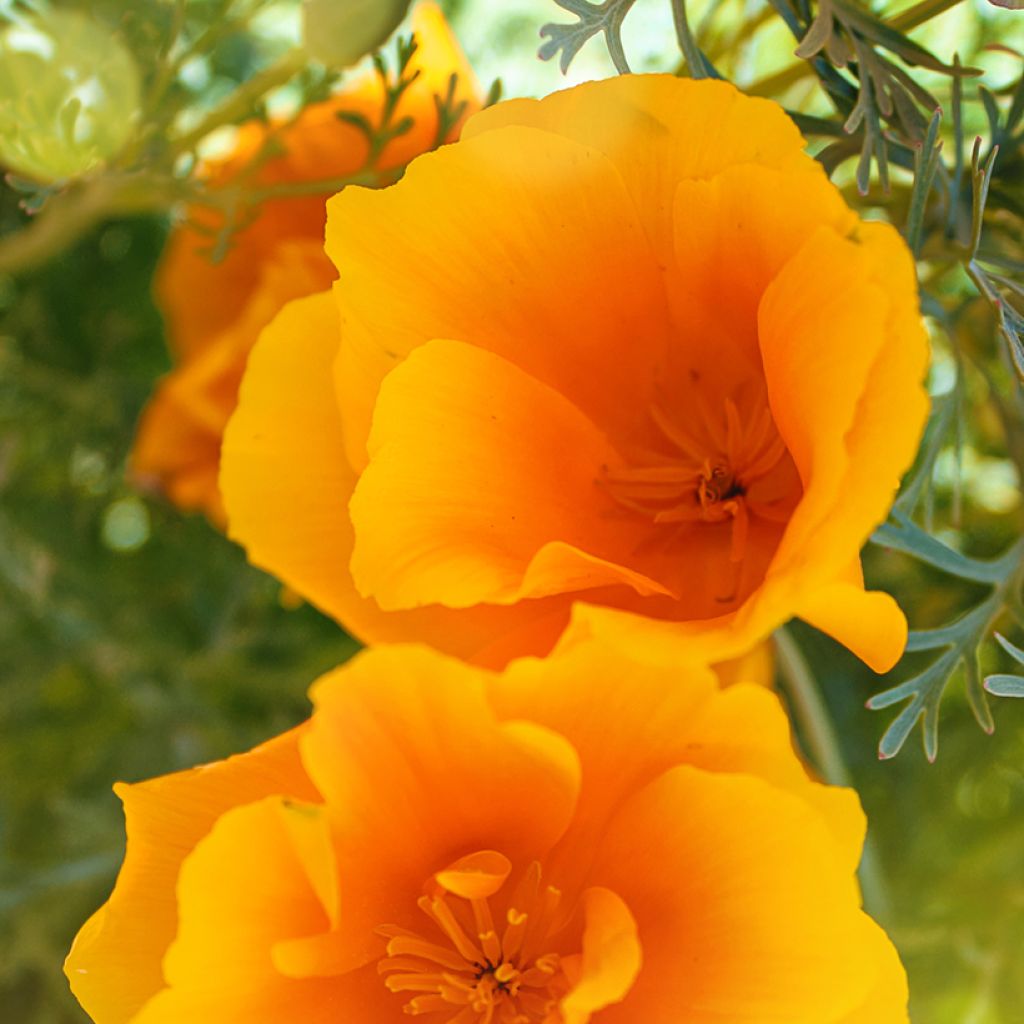 Eschscholzia californica Orange King - Amapola de California