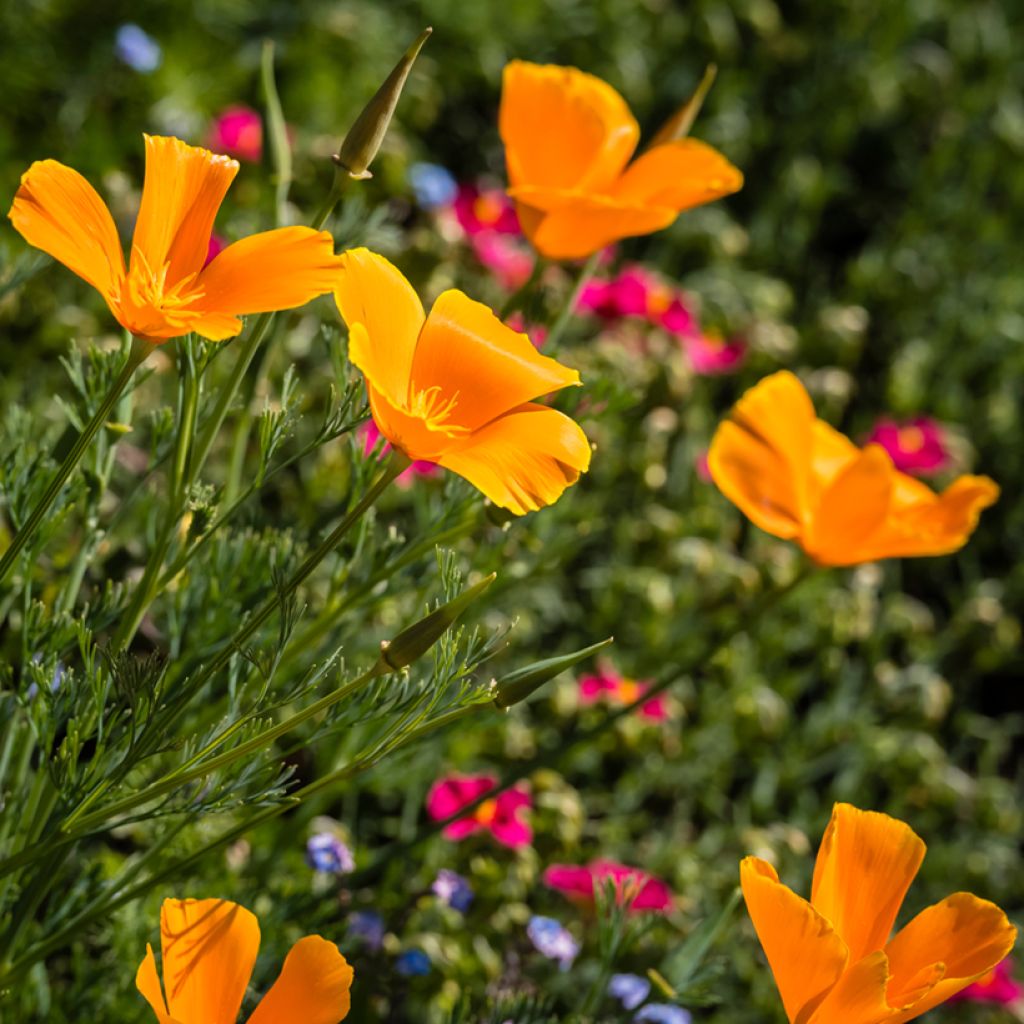 Eschscholzia californica Orange King - Amapola de California