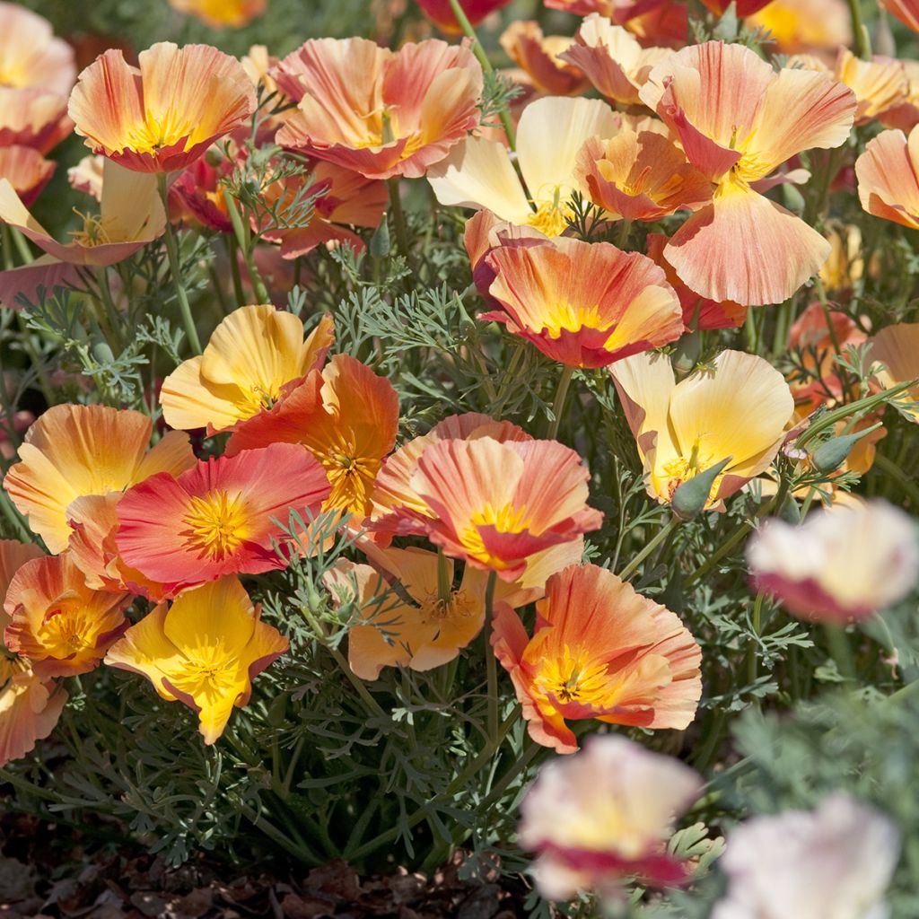 Eschscholzia californica Thai Silk Apricot Chiffon - Amapola de California