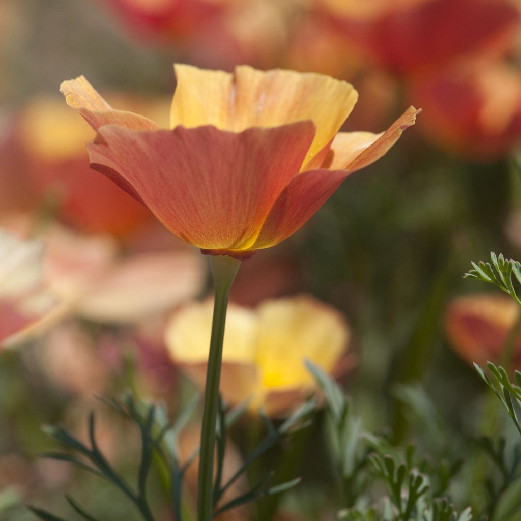 Eschscholzia californica Thai Silk Apricot Chiffon - Amapola de California