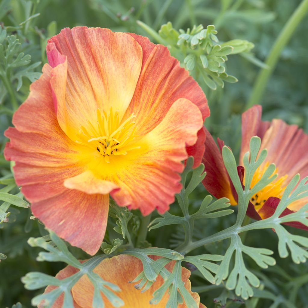 Eschscholzia californica Thai Silk Apricot Chiffon - Amapola de California