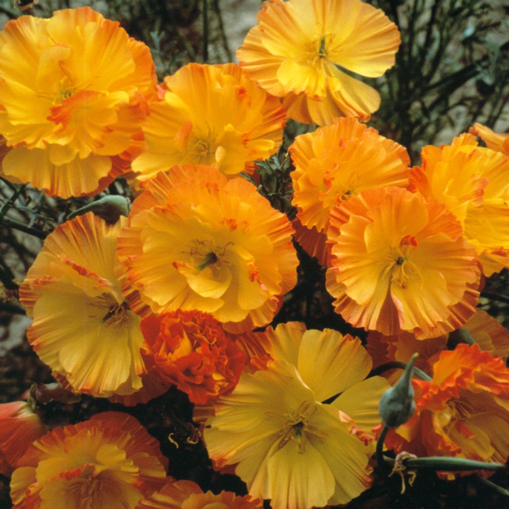 Eschscholzia californica Thai Silk Apricot Chiffon - Amapola de California