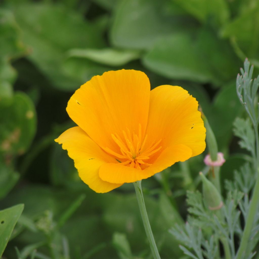 Graines de Pavot de californie aurantiaca orange BIO