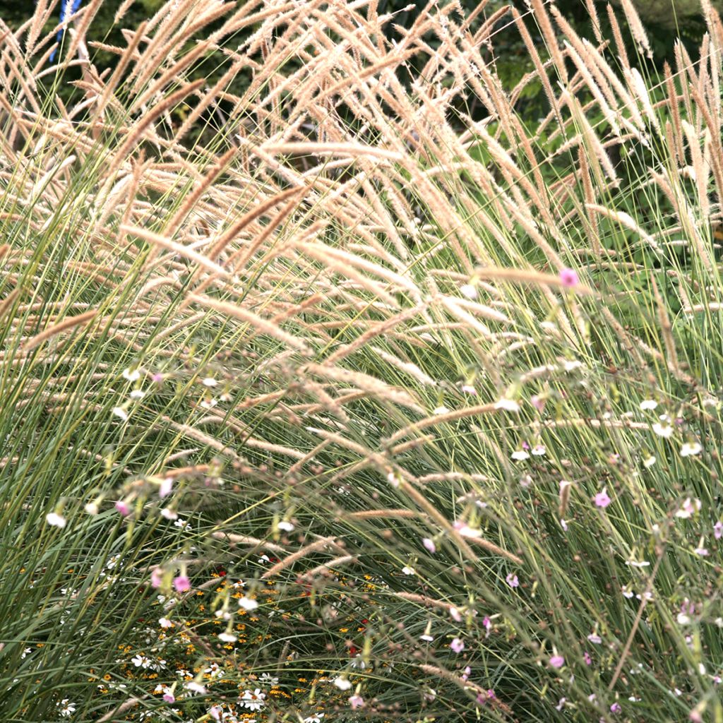 Pennisetum macrourum Tail Feathers