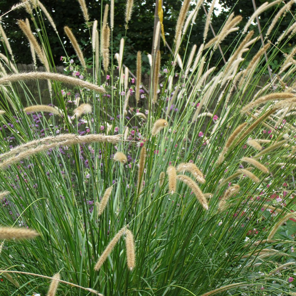 Pennisetum macrourum Tail Feathers