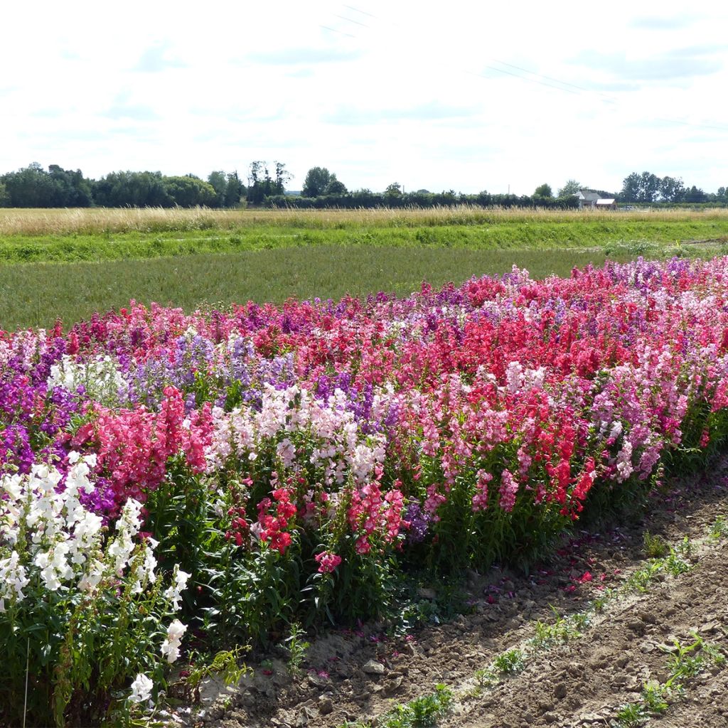 Graines de Penstemon Wedding Bells (hartwegii sensations) - Galane en mélange