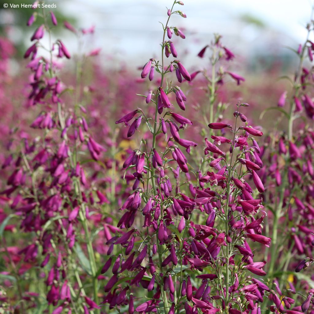 Penstemon barbatus Twizzle Purple - Muicle