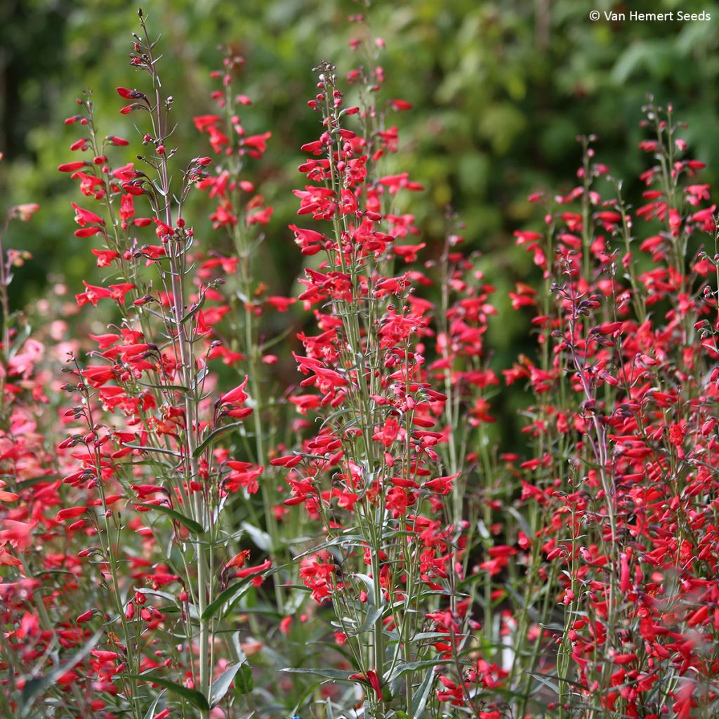 Penstemon barbatus Twizzle Scarlet - Muicle