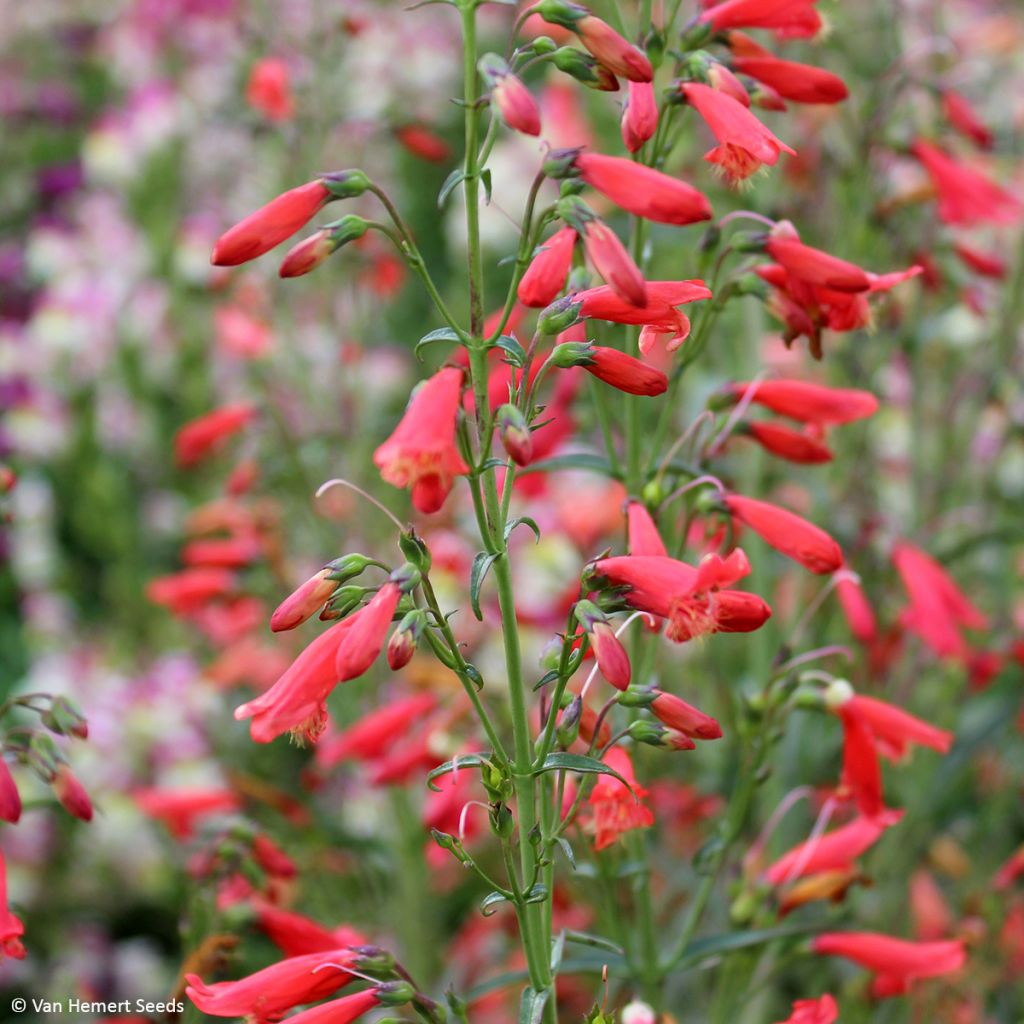 Penstemon barbatus Twizzle Scarlet - Muicle