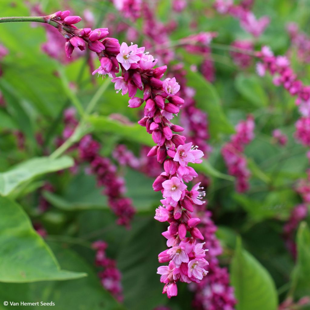 Persicaria orientalis Cerise Pearls