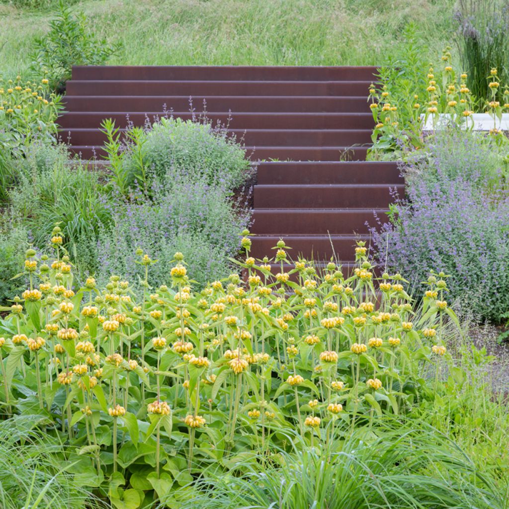 Phlomis russeliana (semillas) - Salvia turca