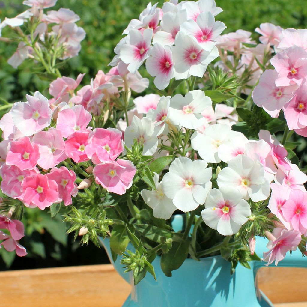 Phlox drummondii Blushing Bride