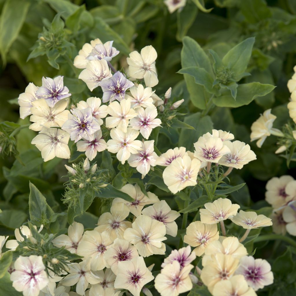 Phlox drummondii Crème Brûlée