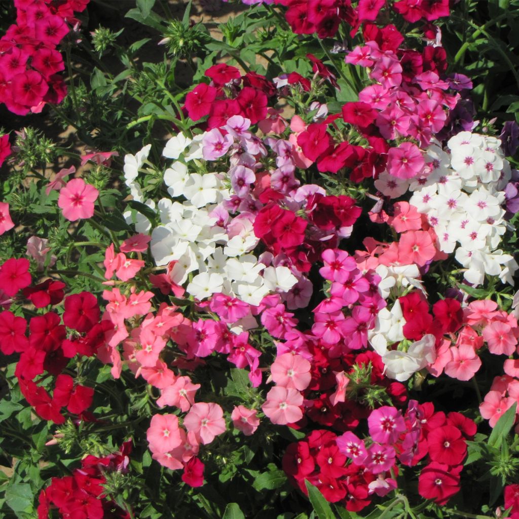 Graines de Phlox drummondii Dwarf Beauty Mix - Phlox de Drummond