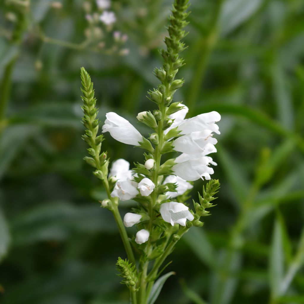 Physostegia virginiana Summer Snow (semillas)