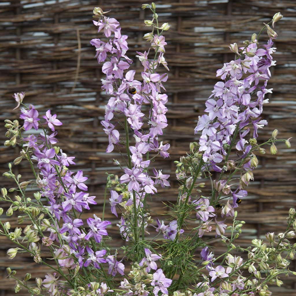 Delphinium consolida Fancy Belladonna