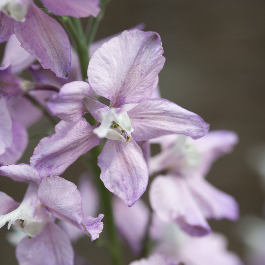 Delphinium consolida Fancy Belladonna