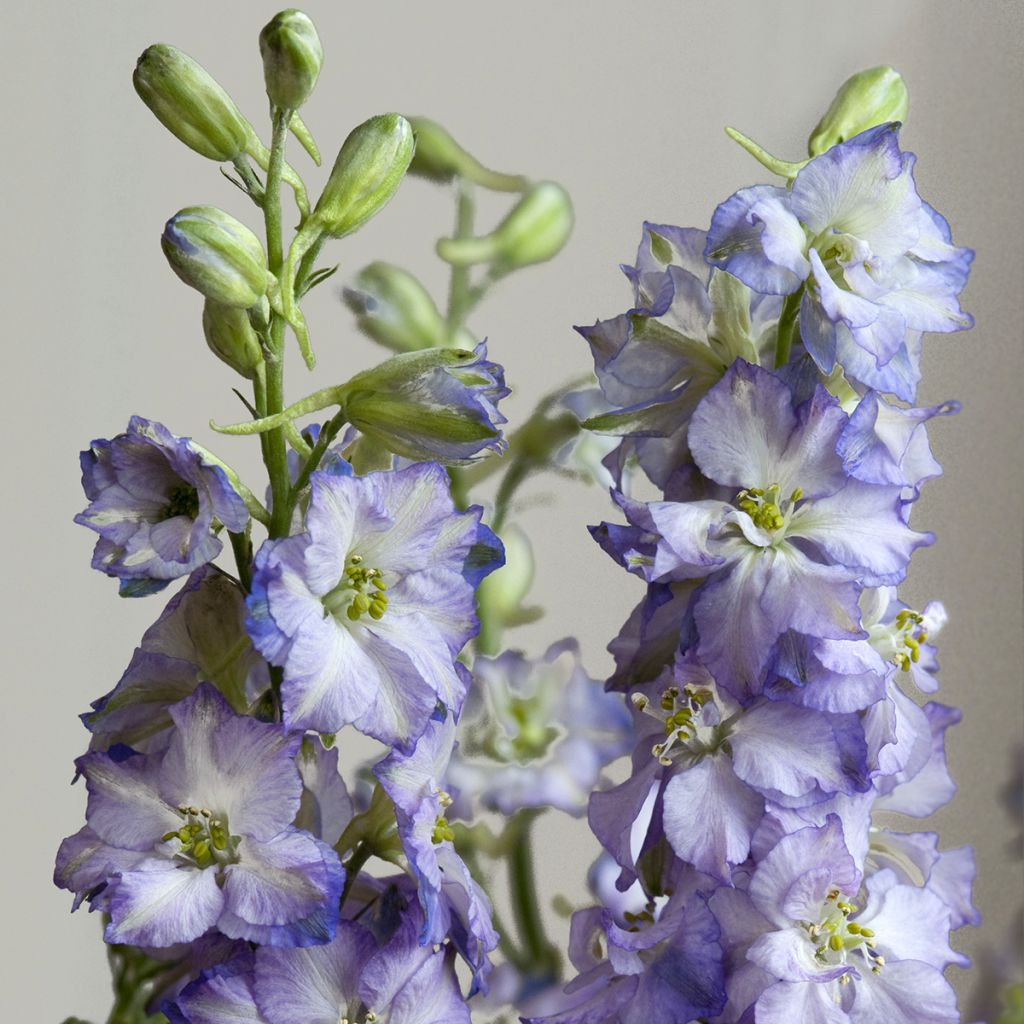 Espuela de caballero - Delphinium elatum Fancy Purple Picotee