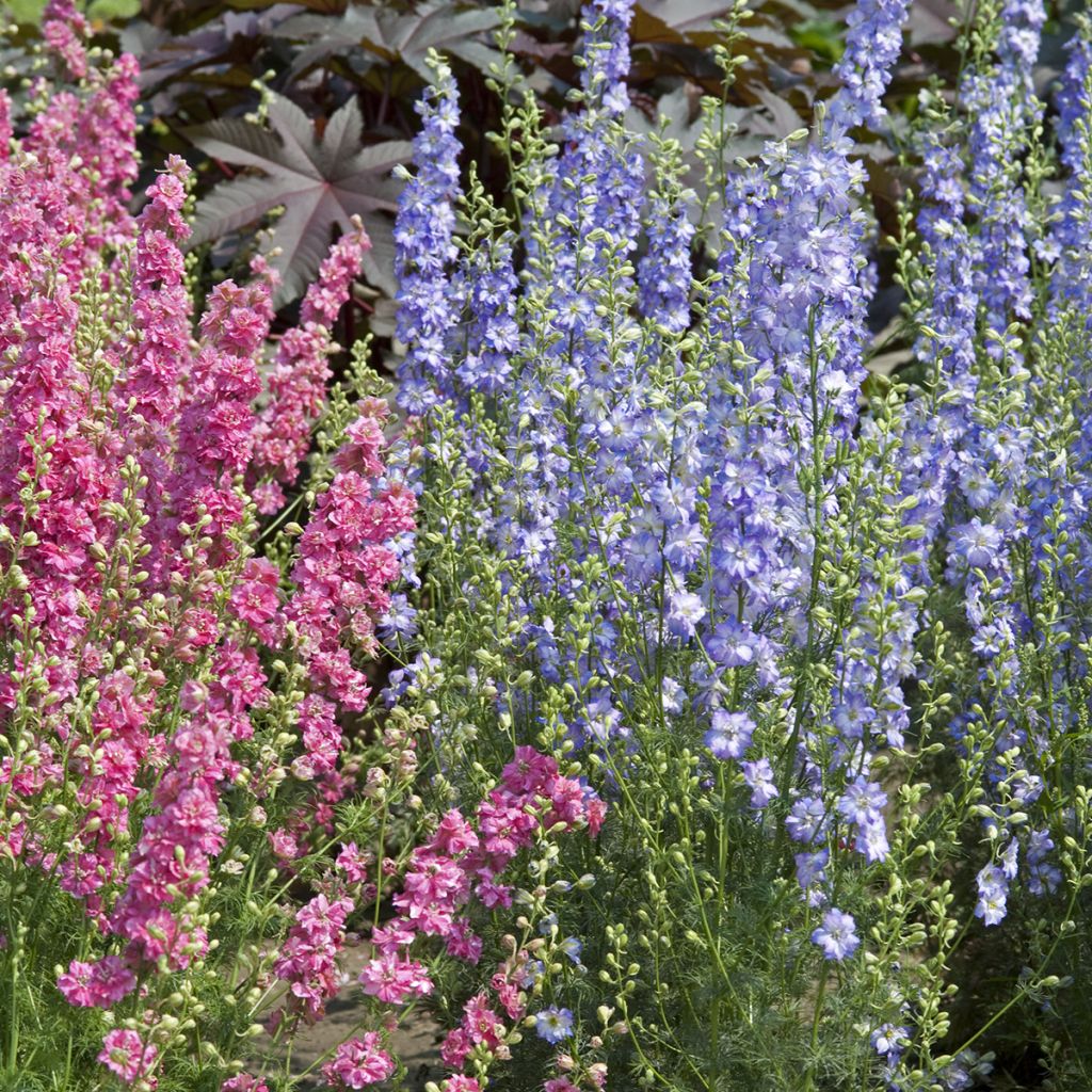 Espuela de caballero - Delphinium elatum Fancy Purple Picotee