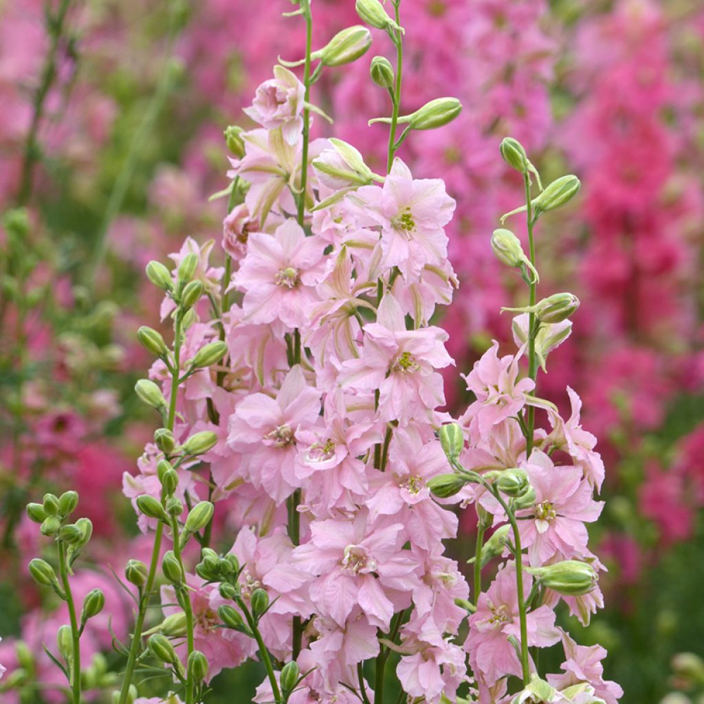 Graines de Delphinium Imperial QIS Light Pink - Pied d'alouette annuel