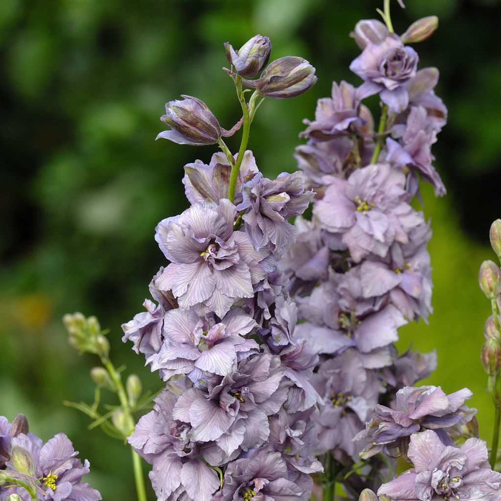 Espuela de caballero - Delphinium consolida Misty Lavender