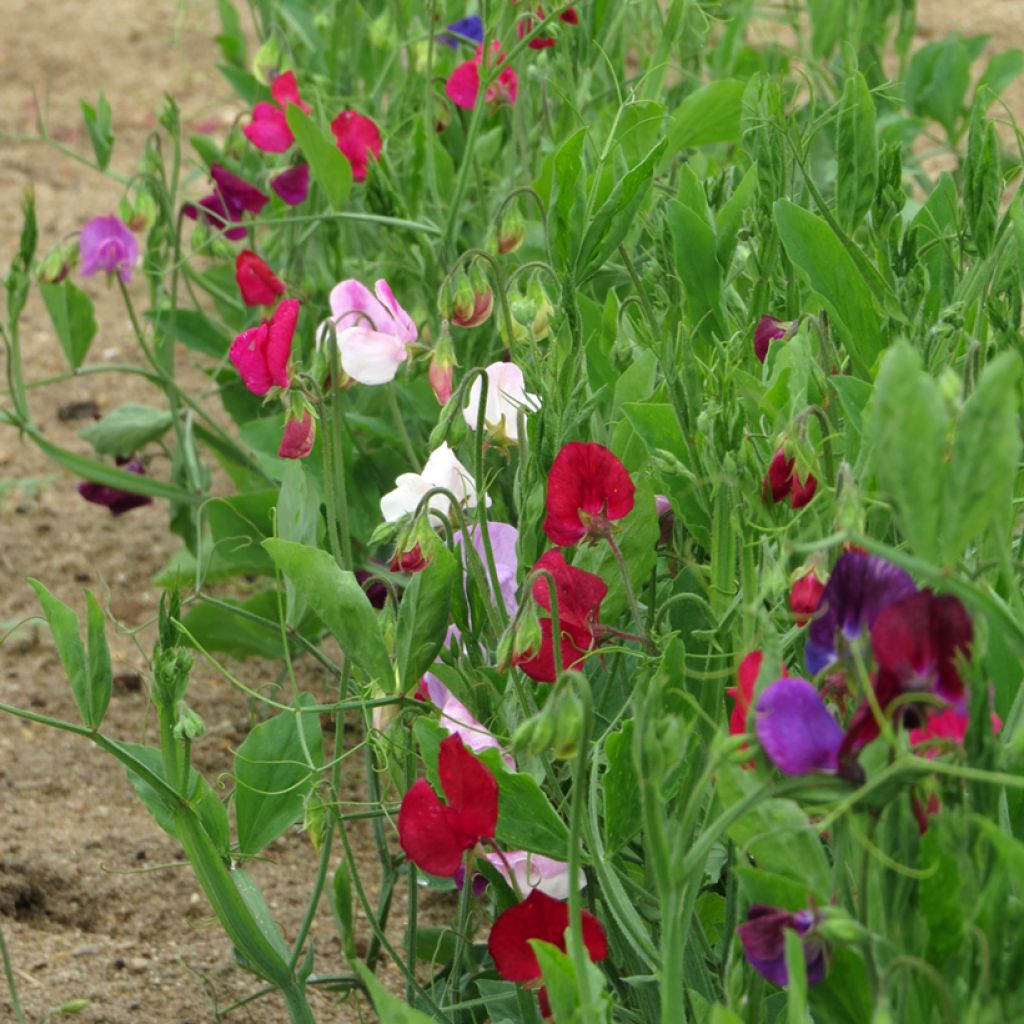 Guisante de olor Bijou Varié - Lathyrus odoratus