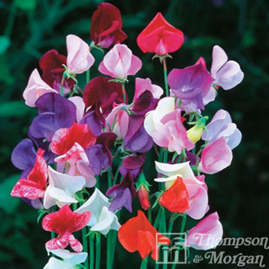 Graines de Pois de Senteur Heirloom Mixed - Lathyrus odoratus grandiflora