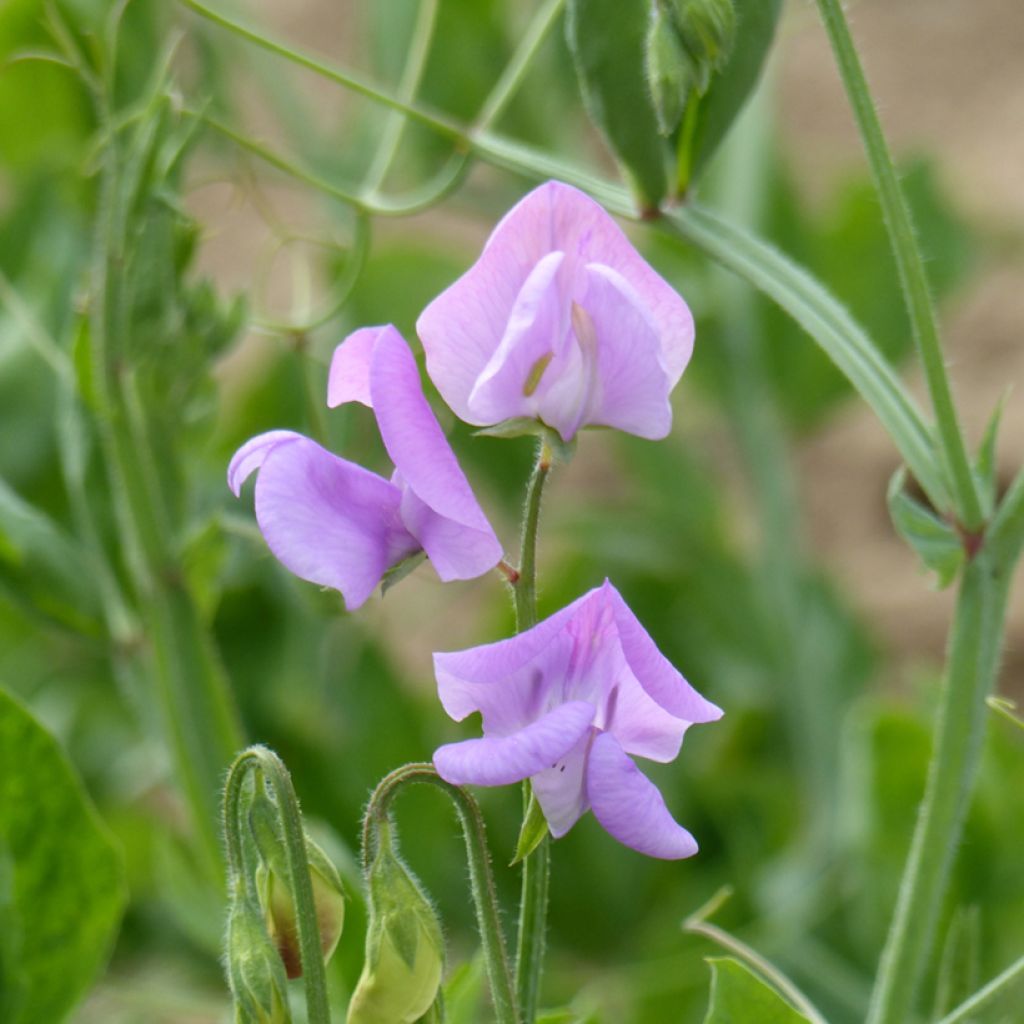 Guisante de olor Leamington - Lathyrus odoratus