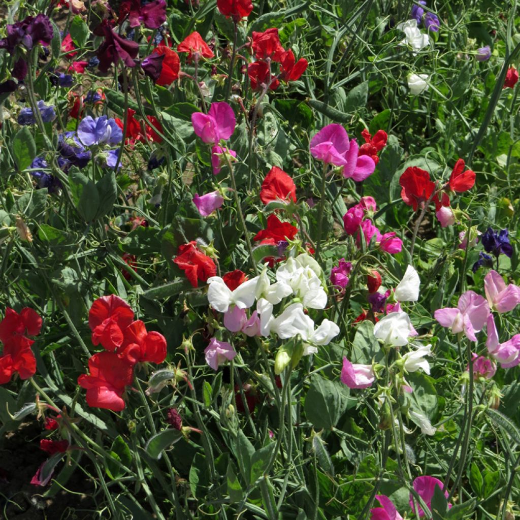 Guisante de olor Spencer mix - Lathyrus odoratus