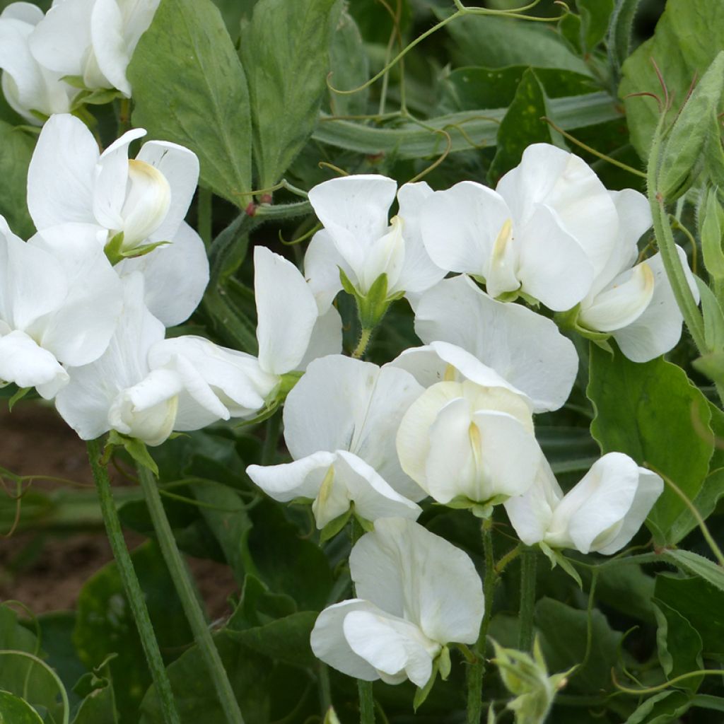 Guisante de olor White Ensign - Lathyrus odoratus