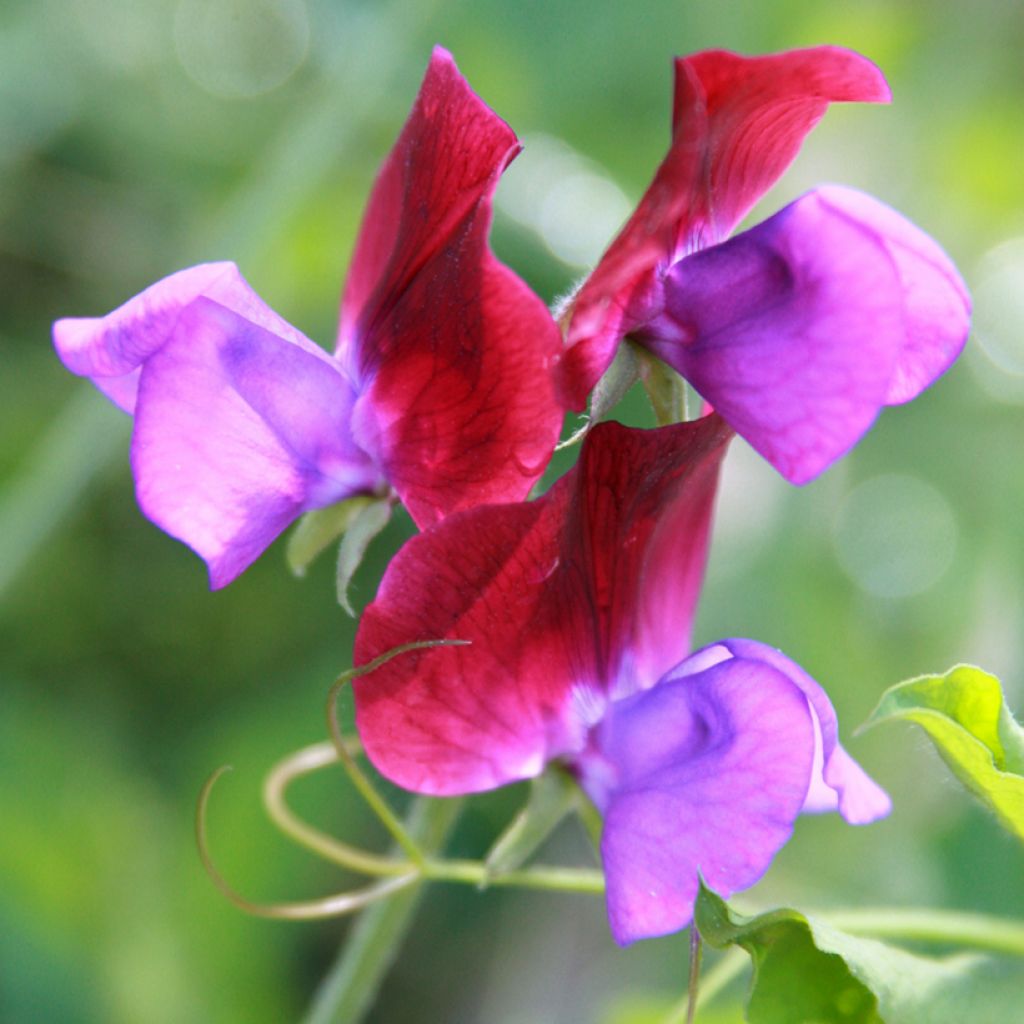 Guisante de olor Bicolour Purple Pimpernel - Lathyrus odoratus