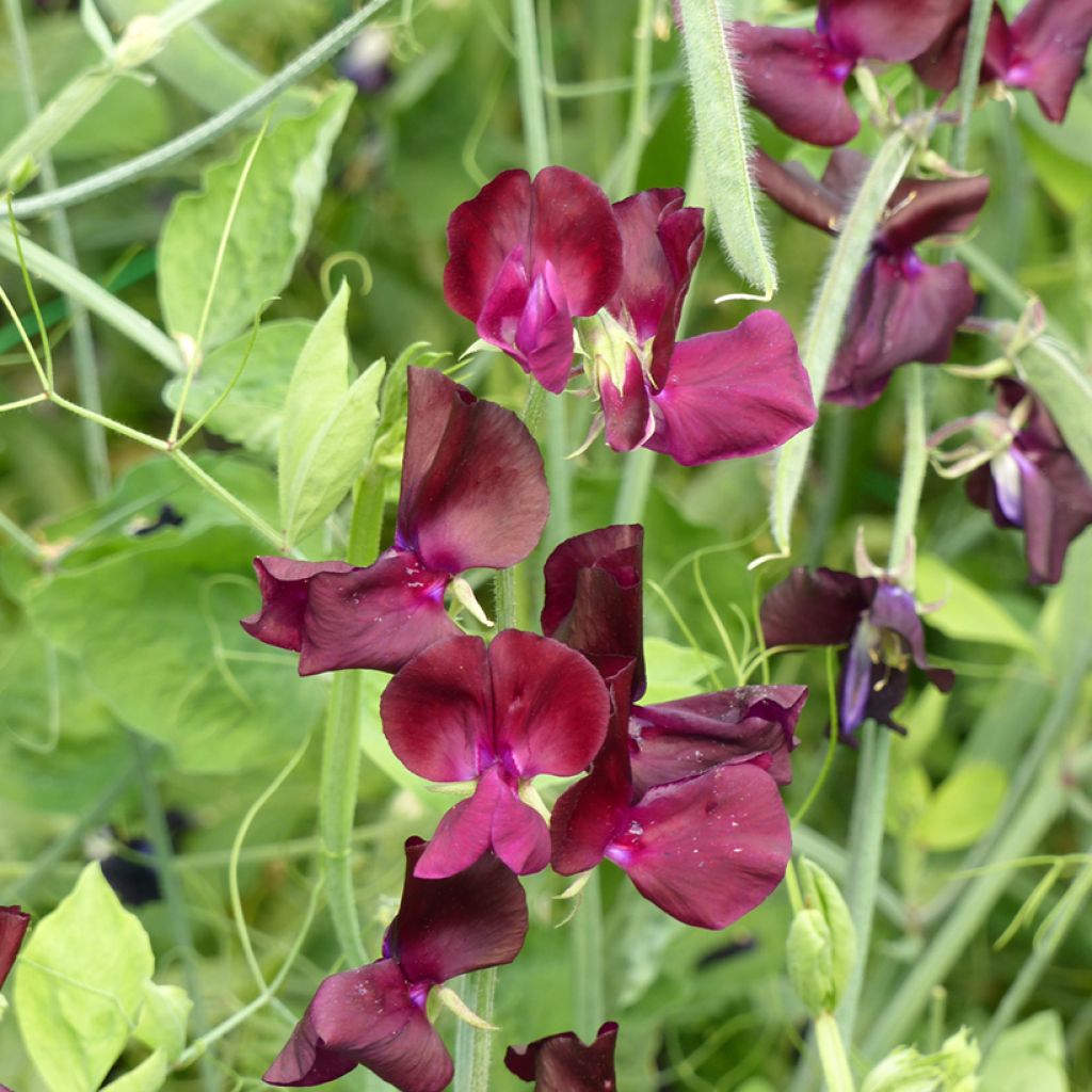 Graines de Pois de senteur Spring Sunshine Burgundy - Lathyrus odoratus 