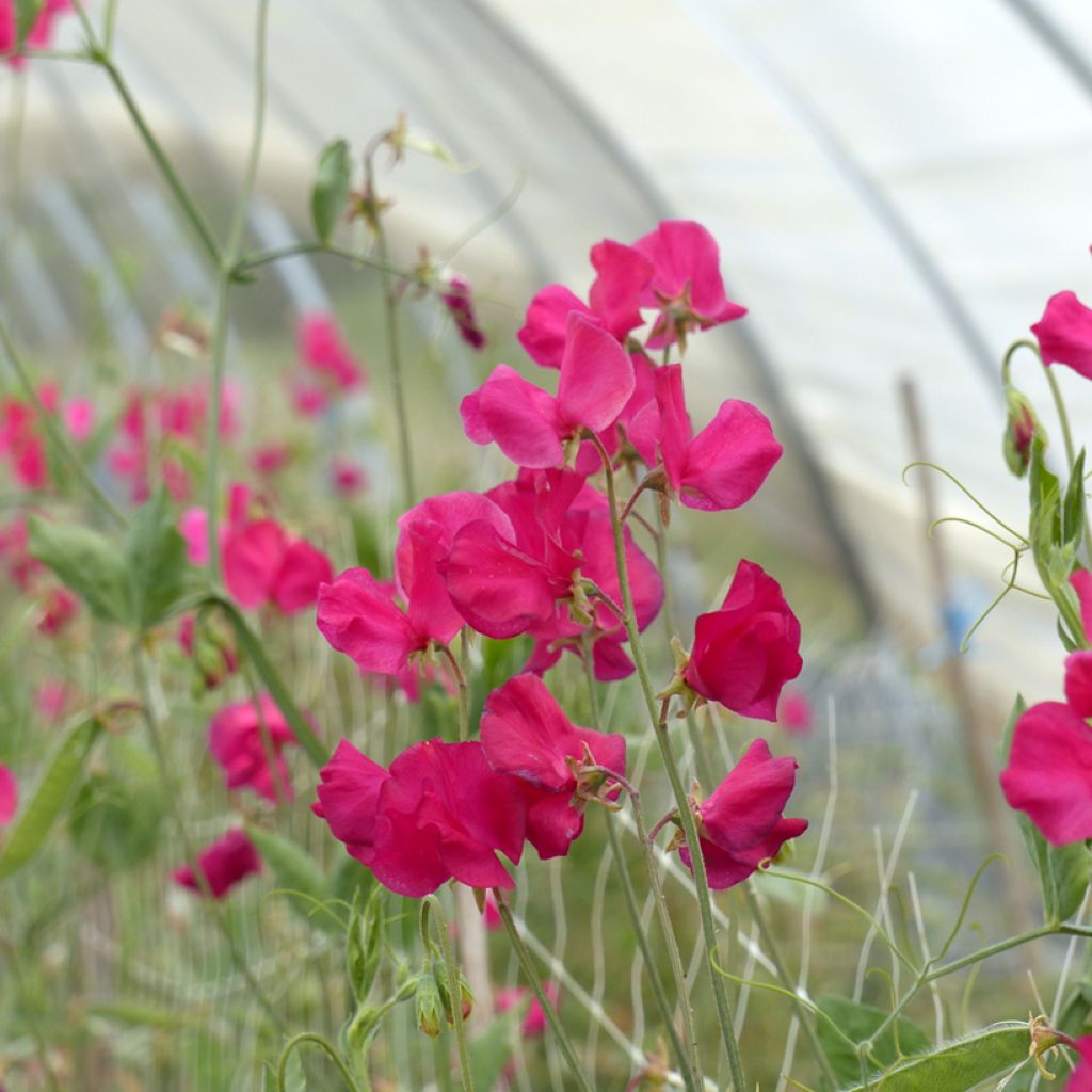 Graines de Pois de senteur Spring Sunshine Cerise - Lathyrus odoratus