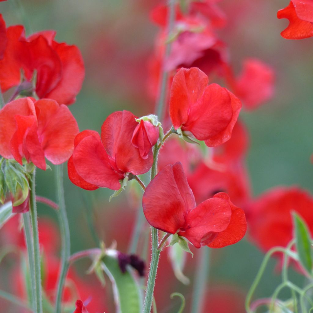 Graines de Pois de senteur Spring Sunshine Scarlet - Lathyrus odoratus 